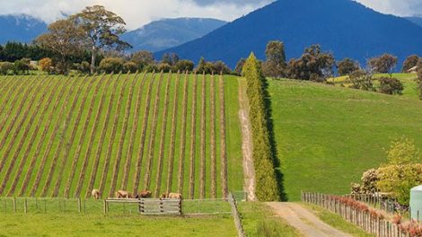 Winery Accommodation