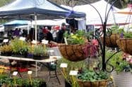 Upper Yarra Community Market