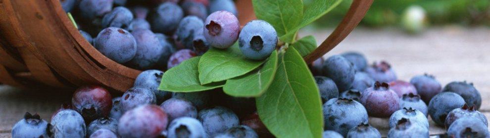 Badger Creek Blueberry Farm