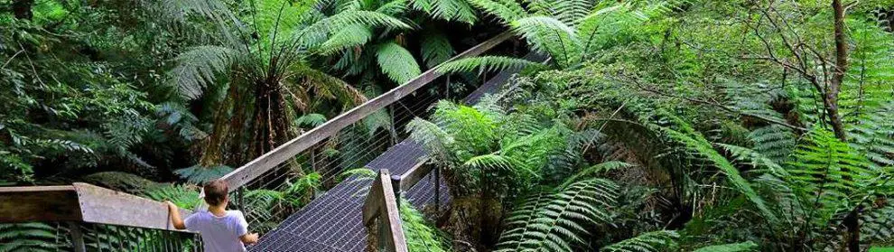 Warburton Rainforest Gallery