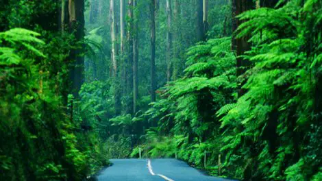 Toolangi State Forest