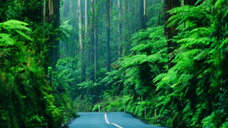 Toolangi State Forest