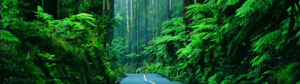 Toolangi State Forest