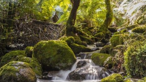 Mt Donna Buang