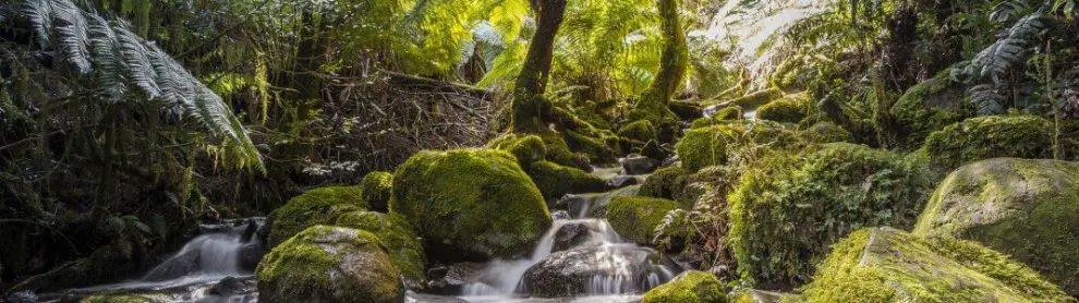 Mt Donna Buang