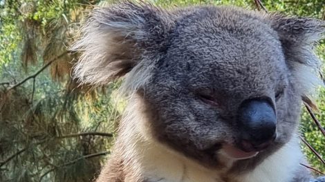 Healesville Sanctuary 007