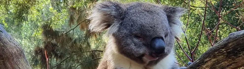 Healesville Sanctuary 007