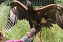 yarra ranges tourist attractions Healesville Sanctuary