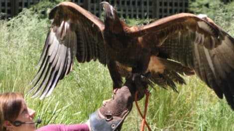 yarra ranges tourist attractions Healesville Sanctuary
