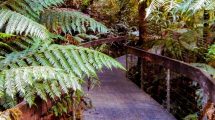 Yarra Ranges National Park