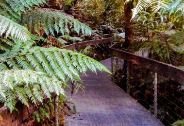 Yarra Ranges National Park