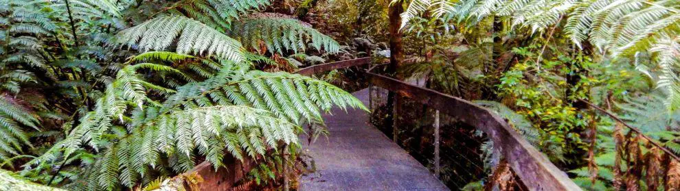 Yarra Ranges National Park