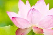 Lotus Flower Season