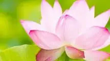 Lotus Flower Season