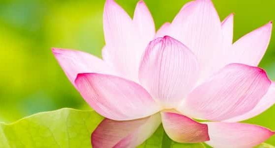 Lotus Flower Season