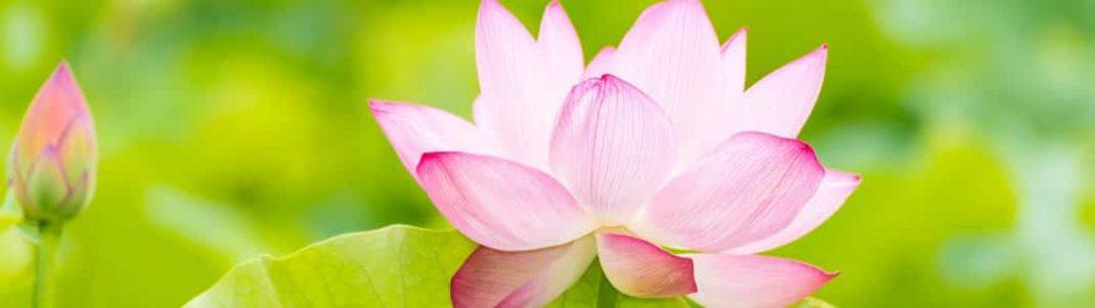 Lotus Flower Season