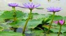 Blue Lotus Water Garden