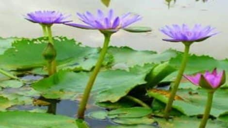 Blue Lotus Water Garden