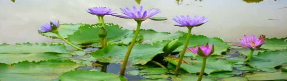 Blue Lotus Water Garden